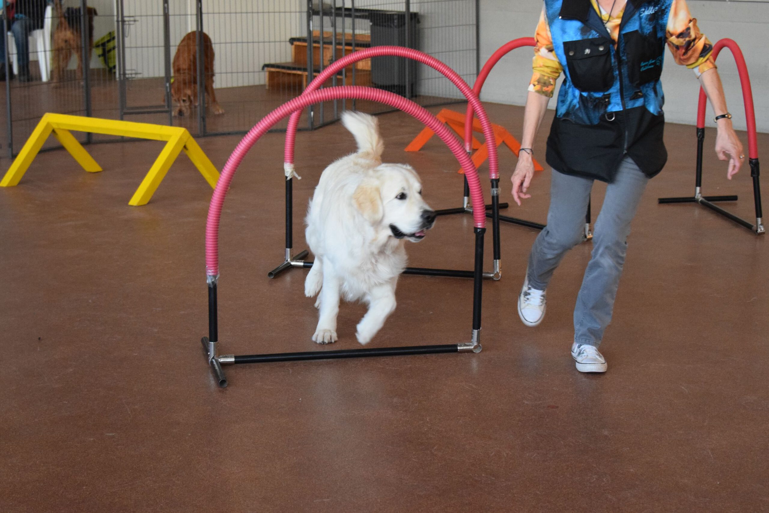hund parcour