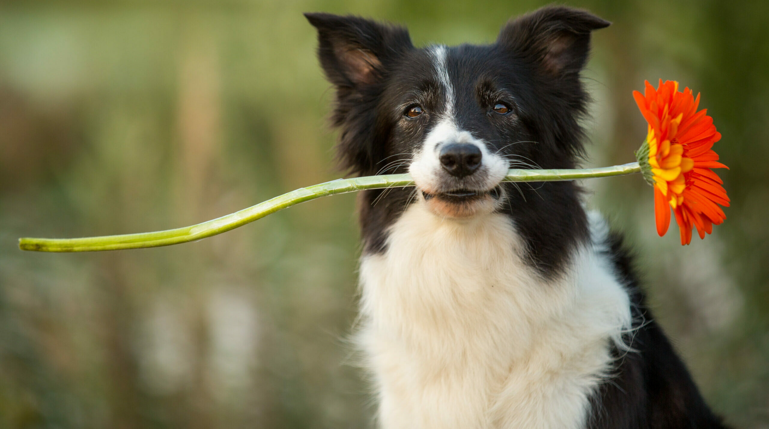 Border,Collie,Dog,Holding,Red,Flower,In,Mouth