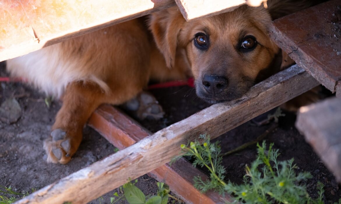 Unhappy,Homeless,Dog,Comes,Out,From,Under,The,Rubble,Of