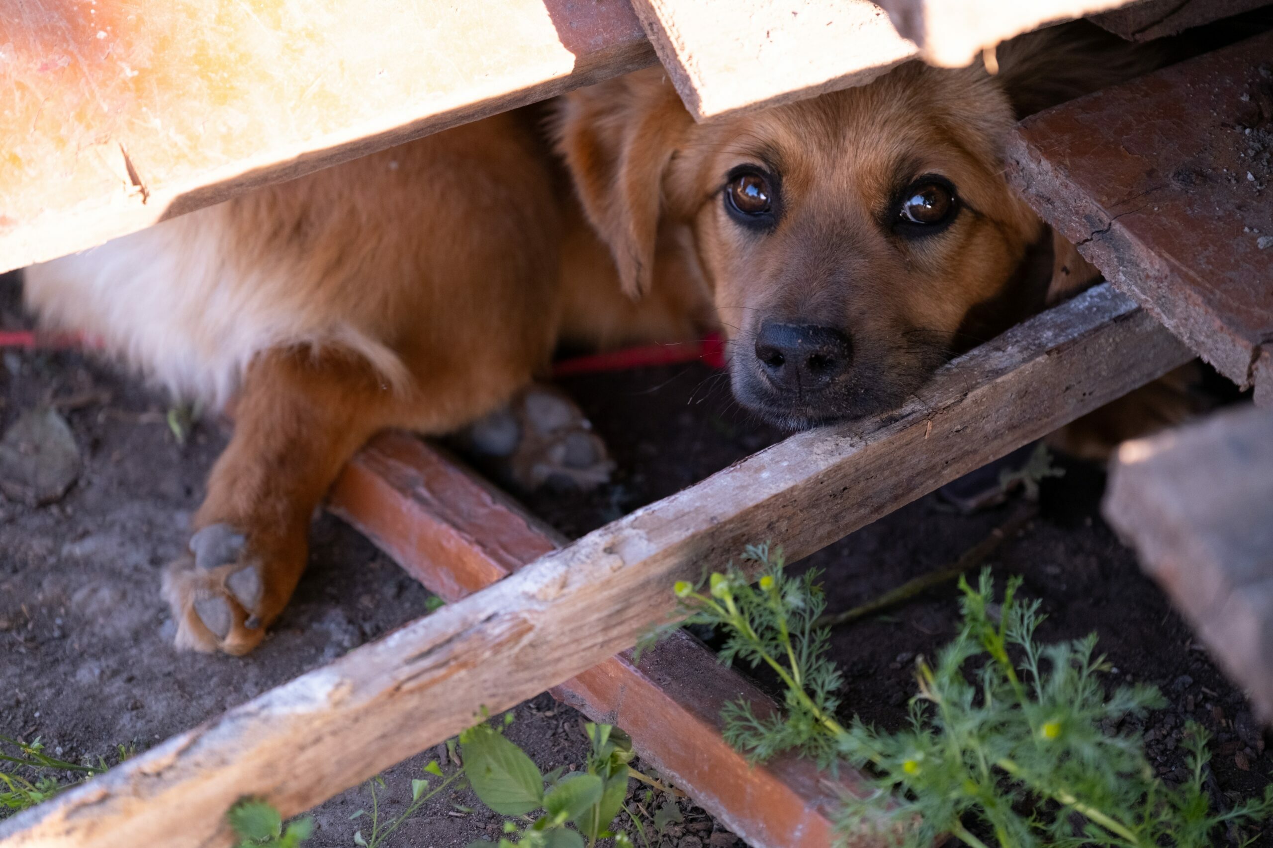Unhappy,Homeless,Dog,Comes,Out,From,Under,The,Rubble,Of