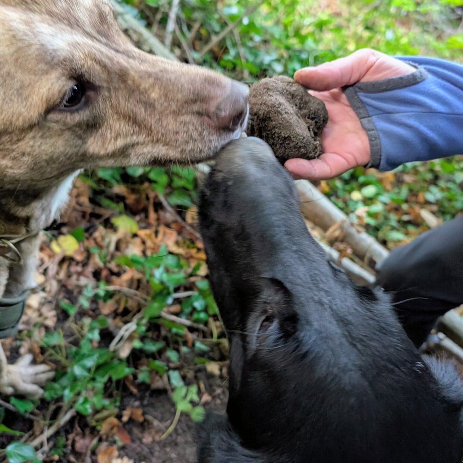 Hund mit Trüffel