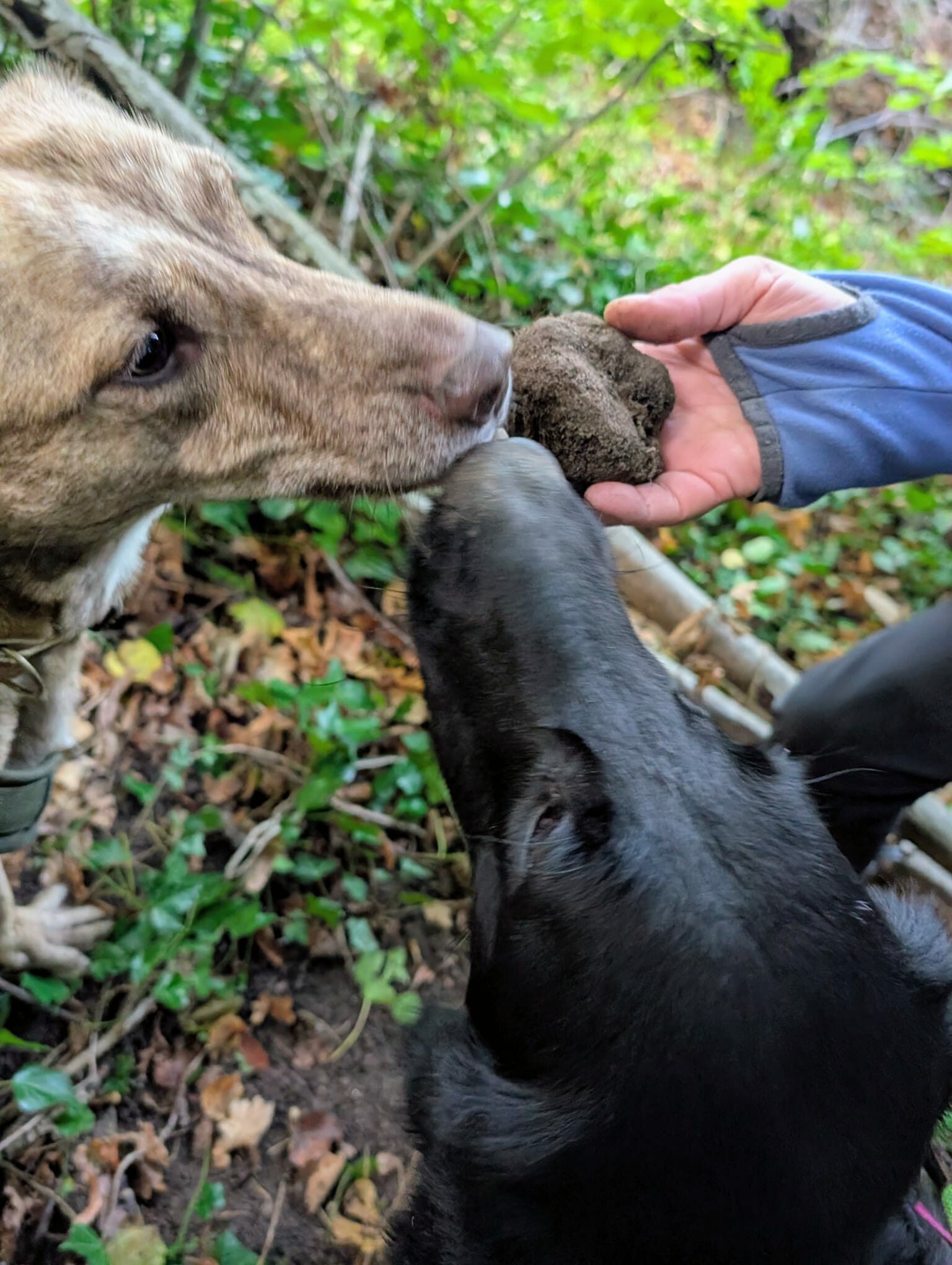 Hund mit Trüffel